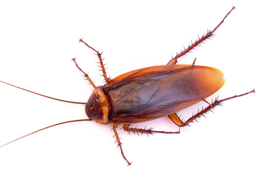How To Identify Different Roach Species | Evans Pest Control |  Philadelphia's Trusted Exterminator | 267-582-2687