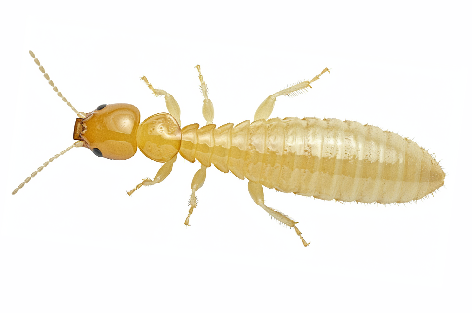TERMITES---The-Crucial-Role-of-Spring-Inspections
