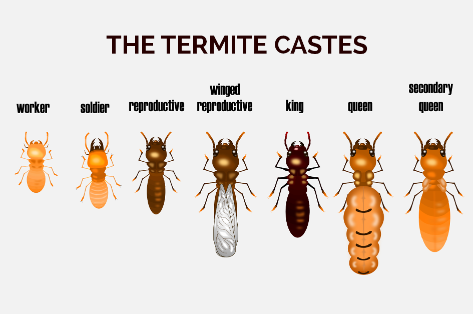 The-Termite-Castes