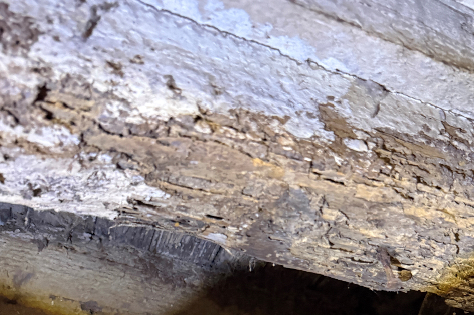 Termites-Can-Eat-Right-Through-Your-Home-