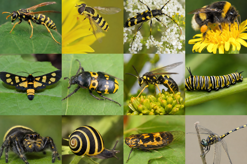 Why-Are-So-Many-Insects-Yellow-and-Black%3F